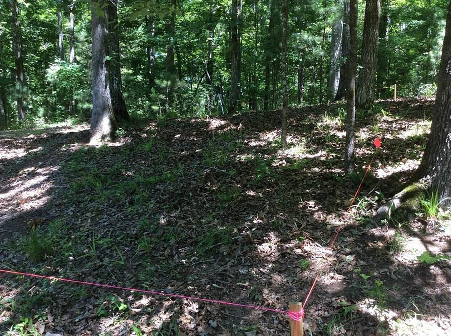Tall trees in a dense forest with a red rope stretched between trunks, green grass and groundcover visible beneath the canopy