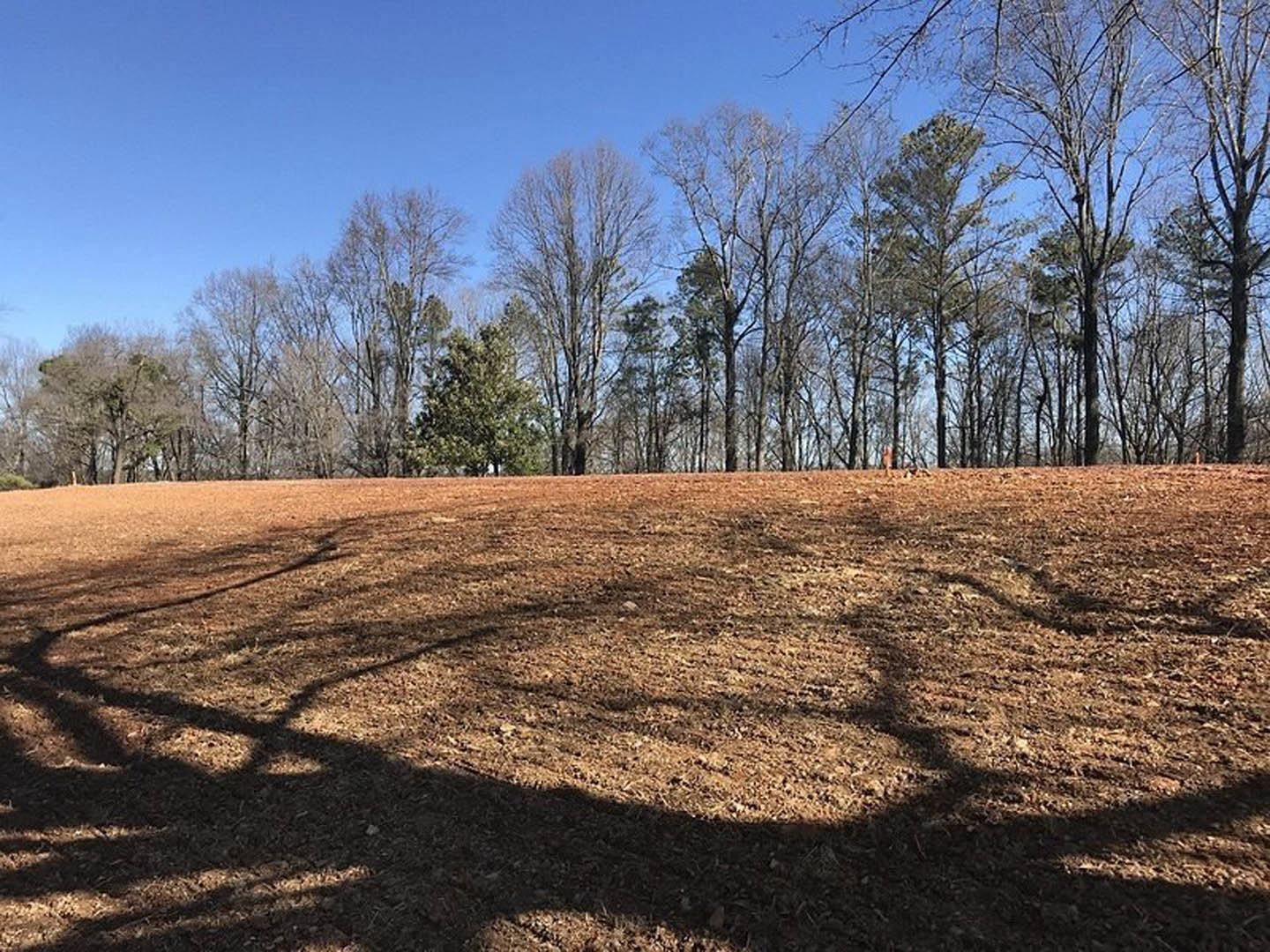 Dirt field bordered by leafless trees under clear sky, sunlight highlighting grassy patches and natural landscape