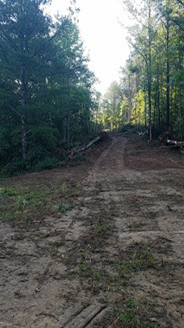 Dirt road winding through dense woodland with tall trees, leafy plants, and bright sky visible above