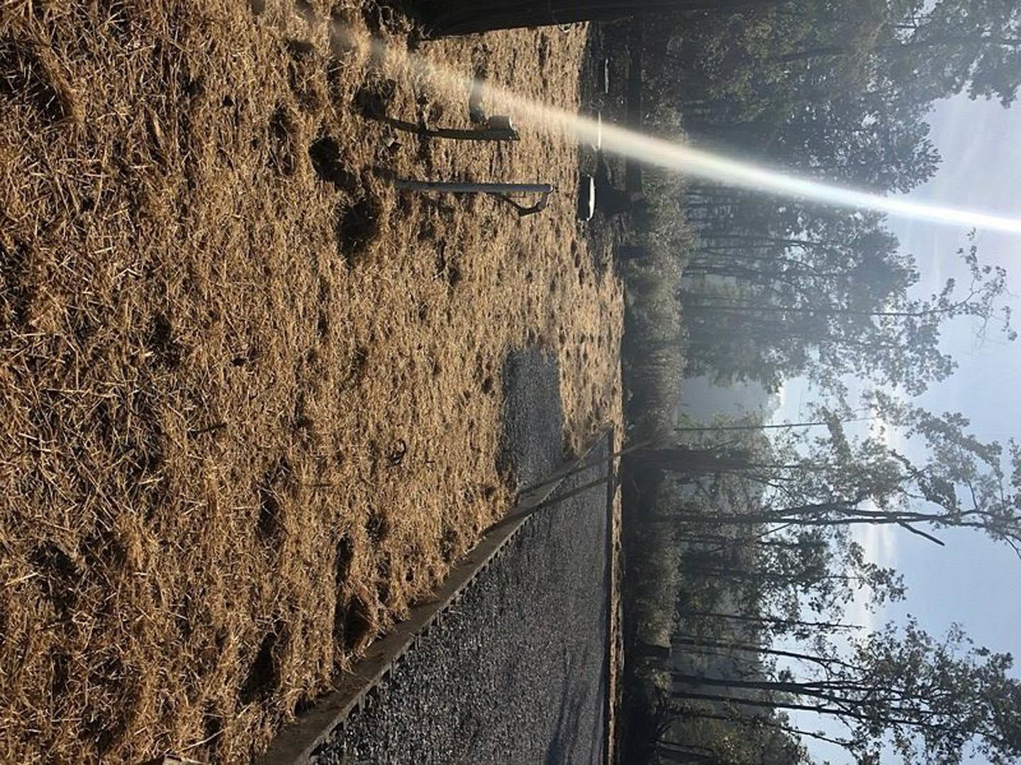 Sunlight filtering through tall trees onto a grassy lawn beside a custom home exterior