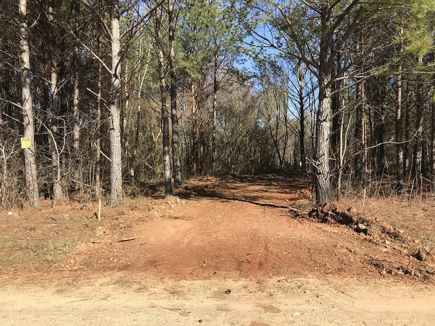 Dirt road winding through dense forest with tall trees, leafy canopy, and patches of sunlight on soil