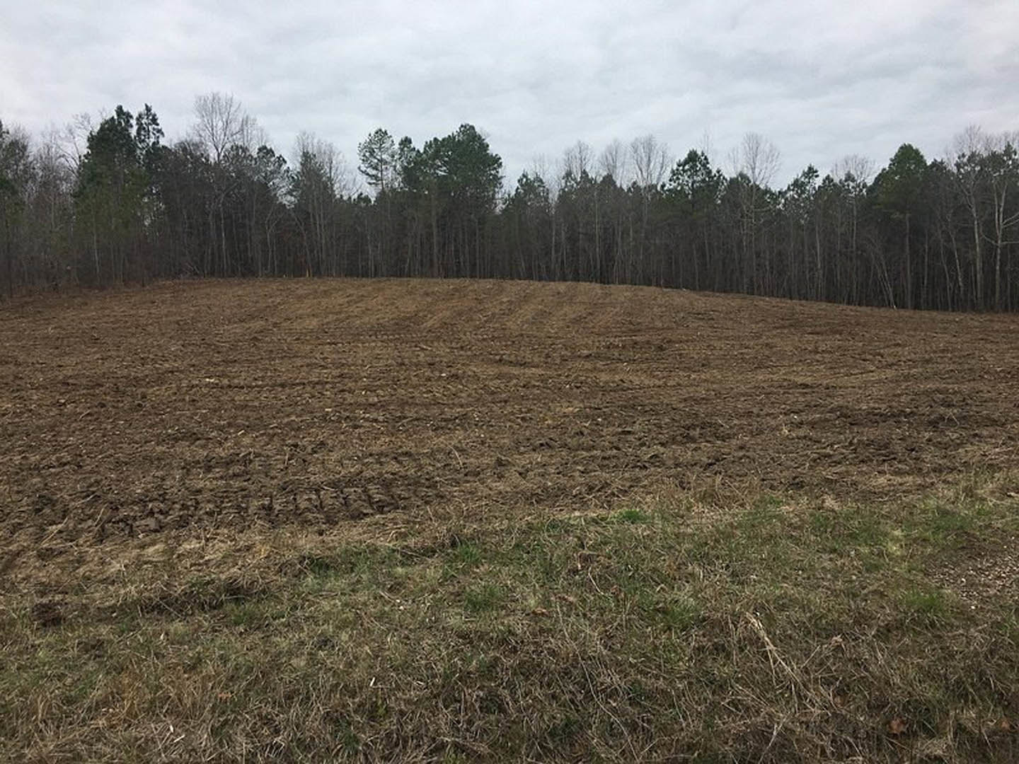 Open grassy field bordered by dense trees under cloudy sky, patches of snow visible on tree branches, rural landscape with dirt areas and natural vegetation