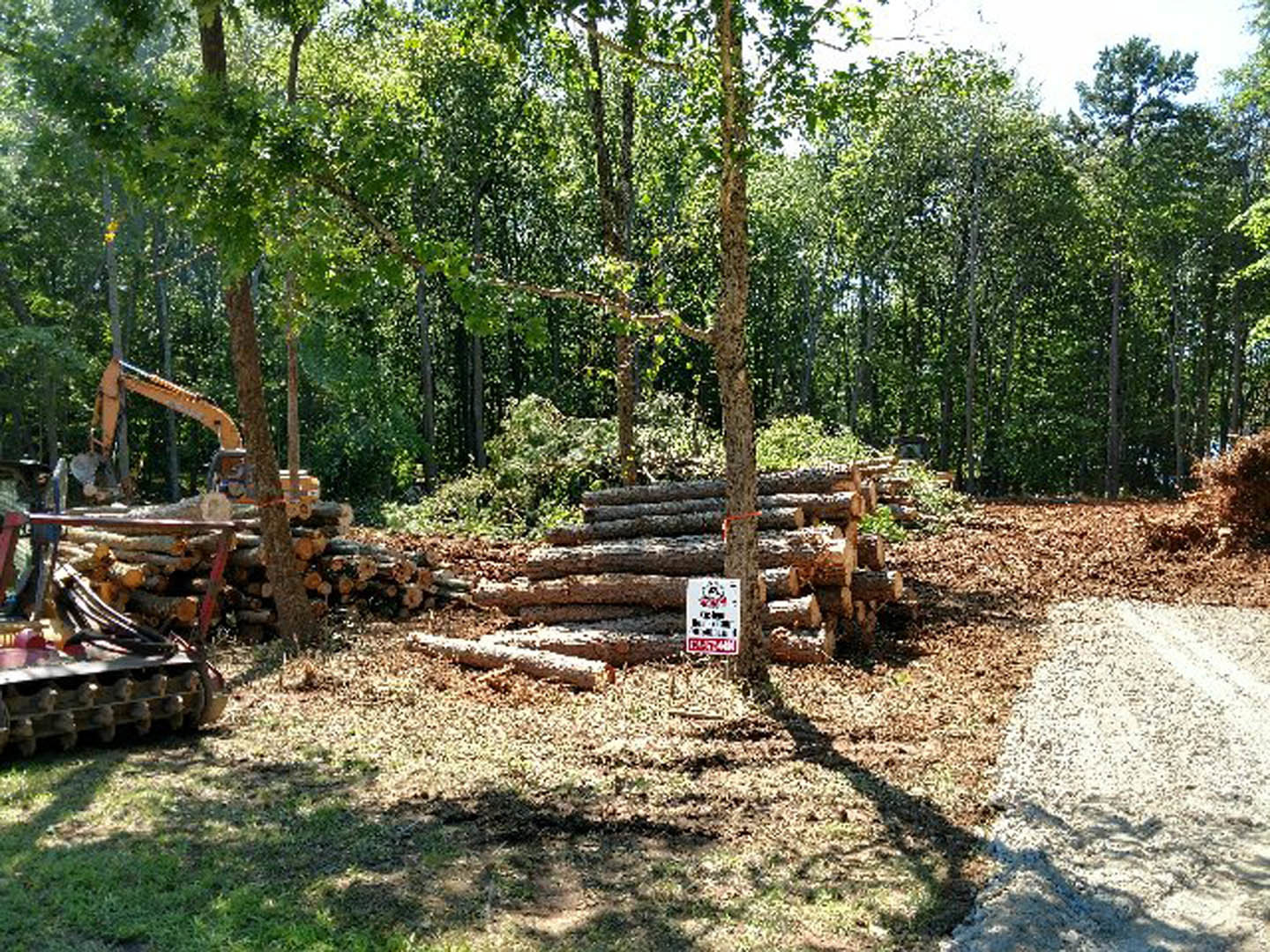 Stacked logs beside tall trees on a grassy clearing with blue sky overhead