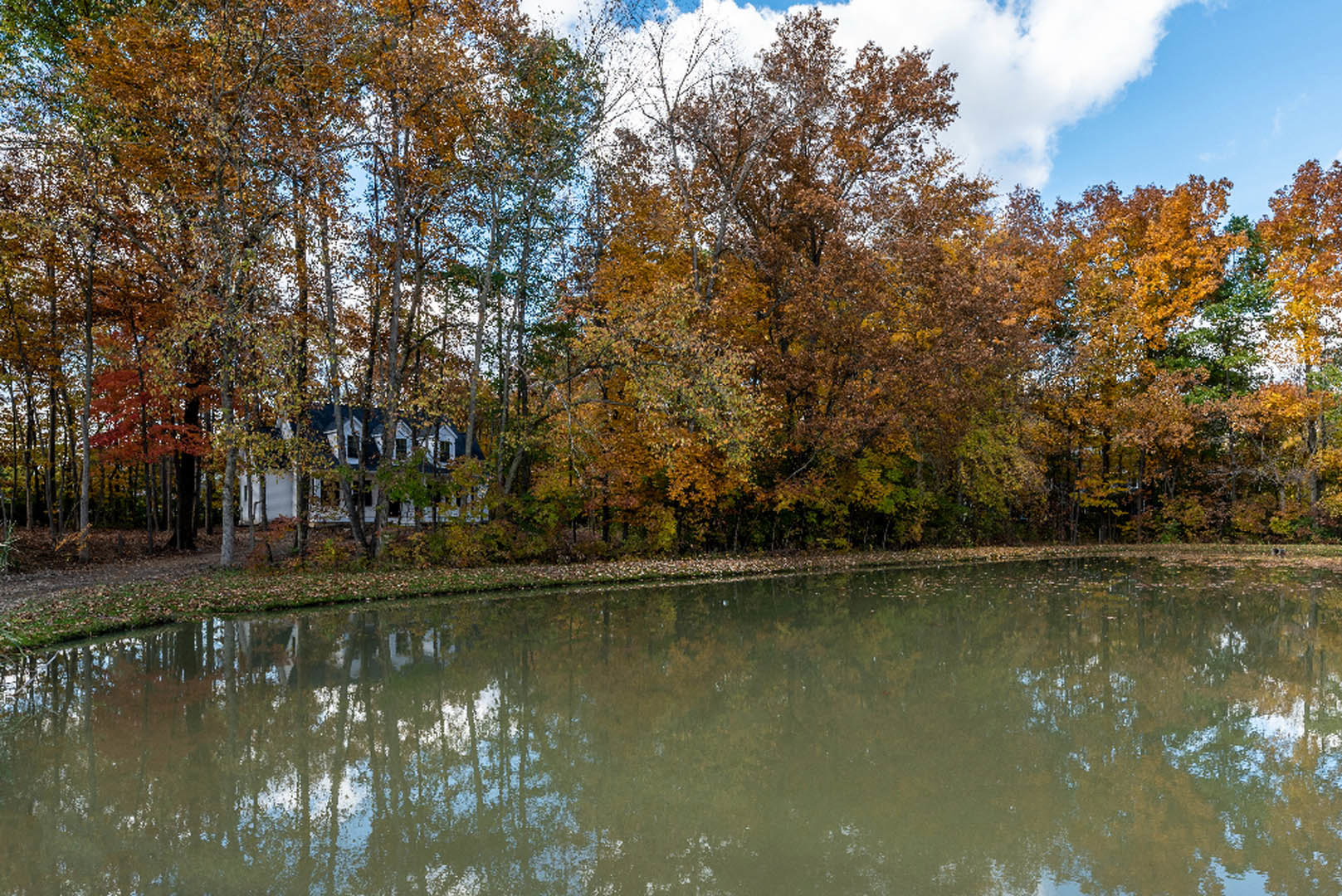 Pond reflecting autumn trees and custom home, blue sky overhead, brown leaves scattered among wooded shoreline