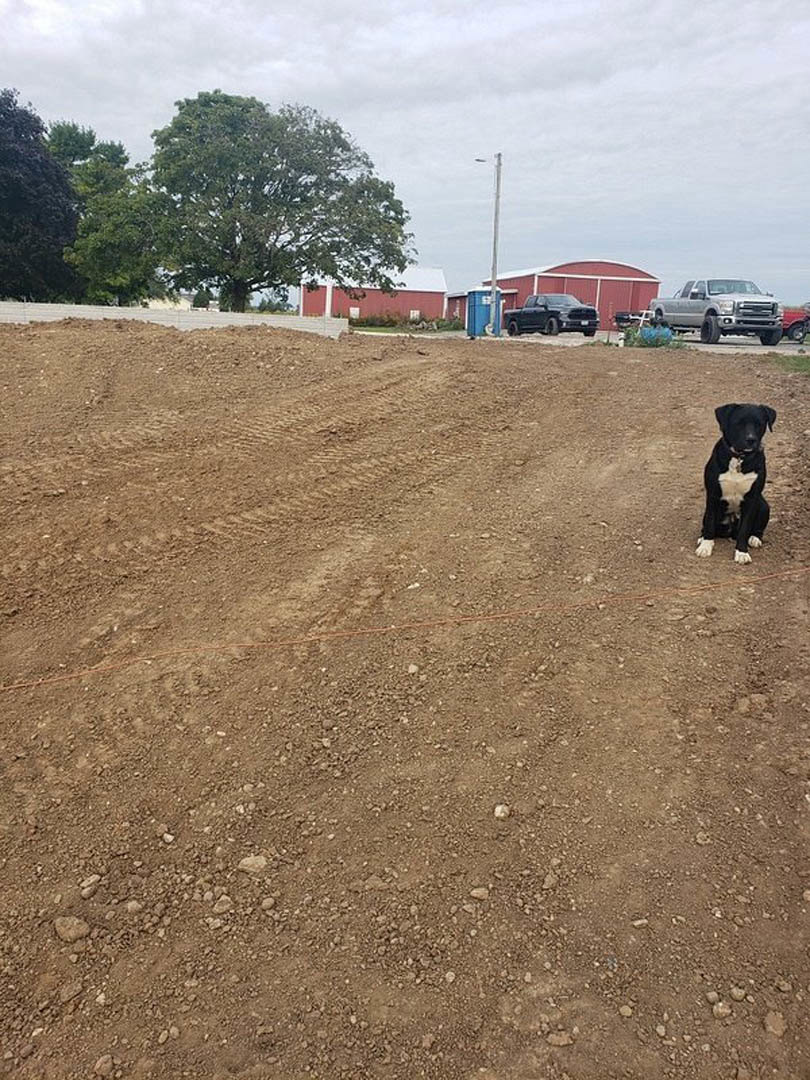 Black and white dog sitting on a dirt road near a red building with a red roof, leafy tree, parked truck, and grassy field under a partly cloudy sky