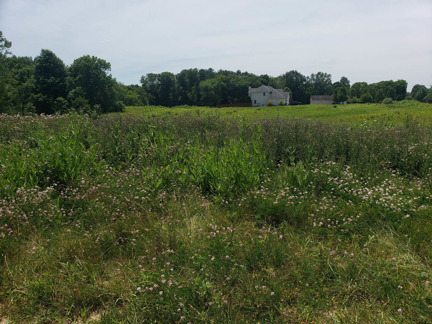 Modern farmhouse with white siding and dark roof set amid a field of wildflowers, mature trees in the background, expansive grassy meadow under partly cloudy sky
