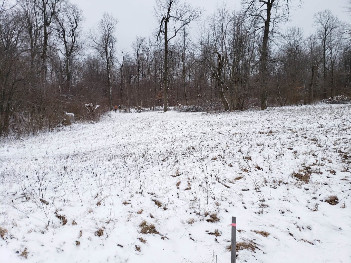 Snow-covered field bordered by leafless trees, person walking in winter landscape under overcast sky