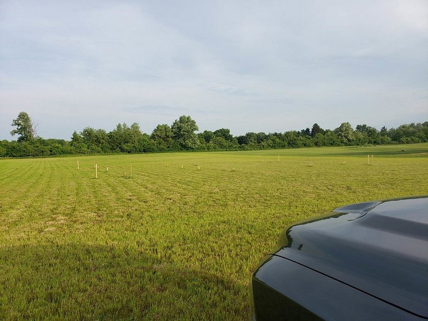 White sedan parked on grassy field with scattered trees and blue sky in background