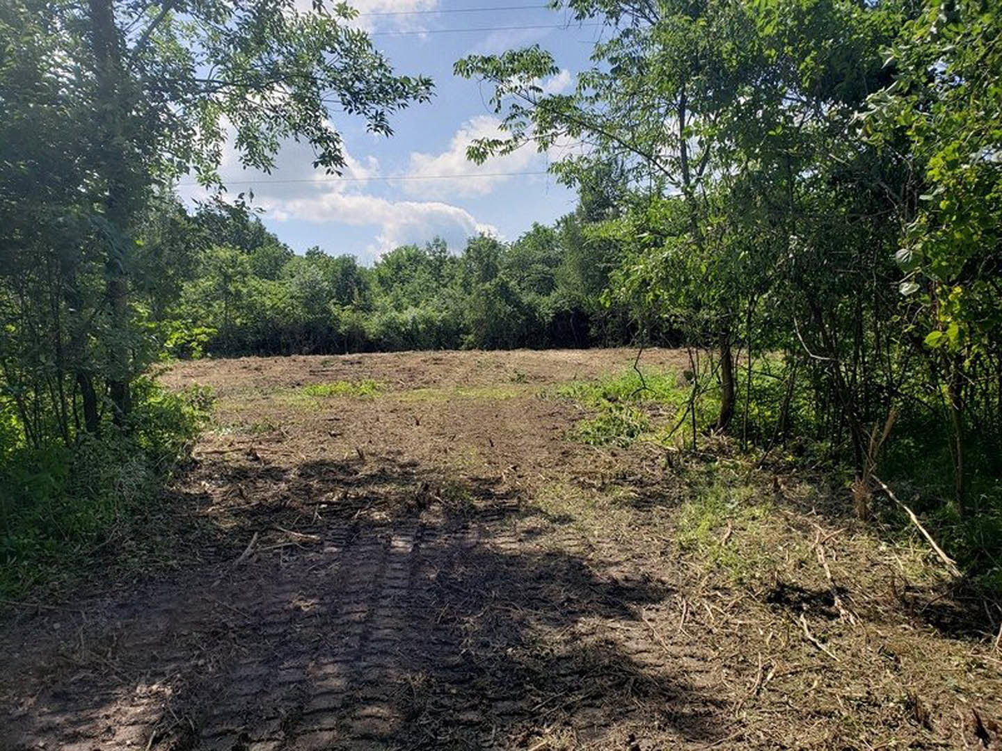 Dirt road bordered by trees and bushes, tire tracks visible in the soil, grassy field and scattered vegetation under a blue sky with clouds