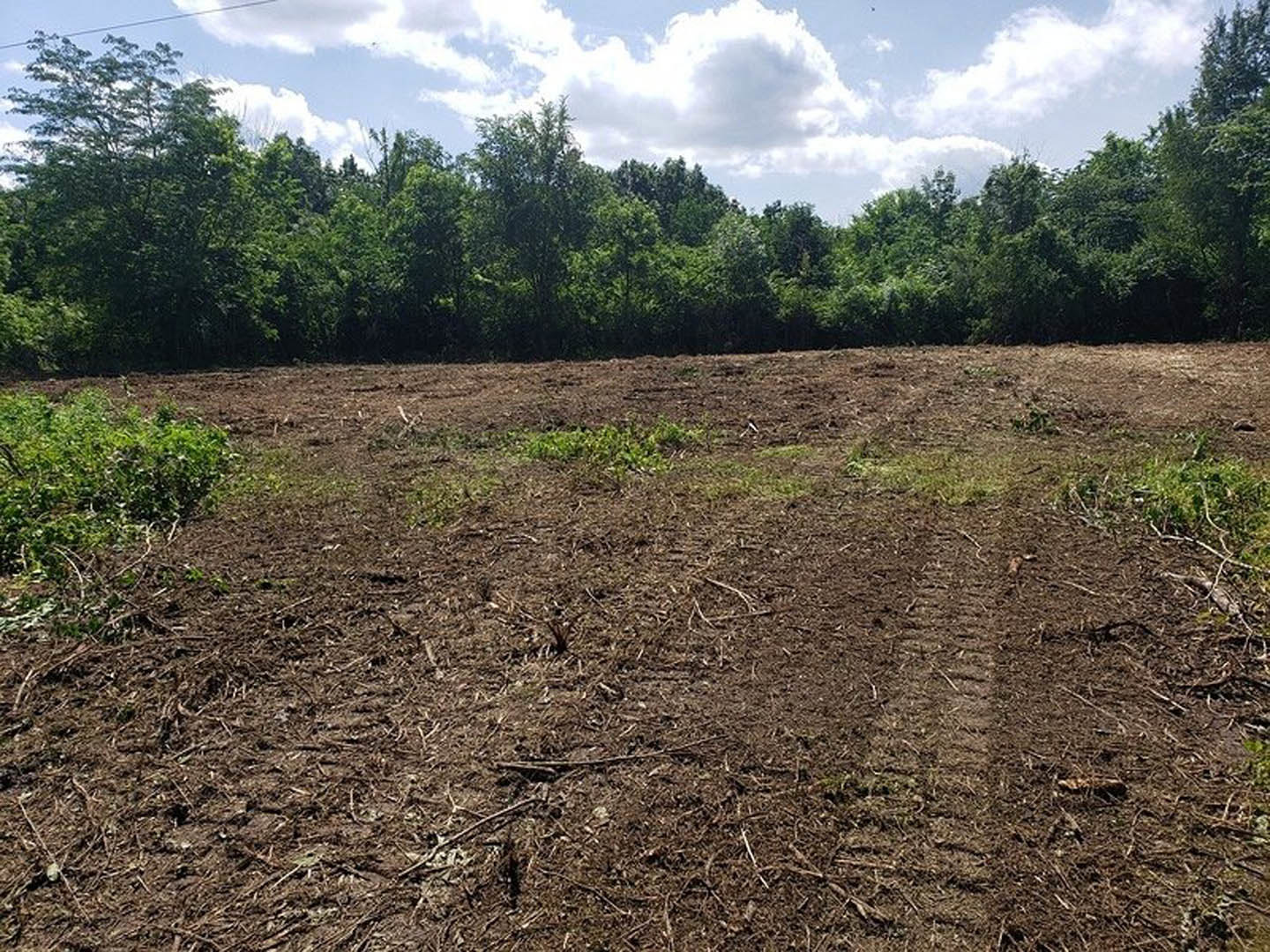 Dirt field with scattered sticks and green plants, bordered by trees under a cloudy sky