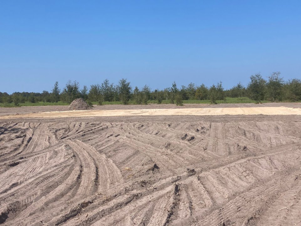 Dirt field with tire tracks under blue sky, bordered by a group of trees and scattered plants