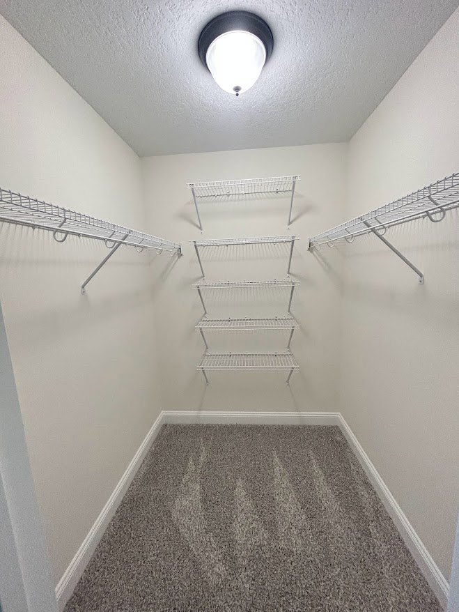 Walk-in closet with white shelving units, beige carpet flooring, and overhead lighting